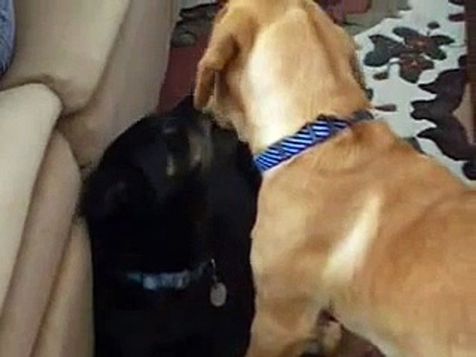 Dogs Kissing - dogs expressing their love for each other.