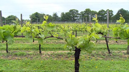 Englischer Sekt macht Champagner Konkurrenz
