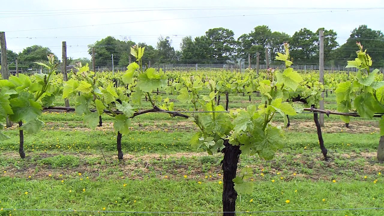 Englischer Sekt macht Champagner Konkurrenz