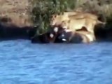 Búfalos salvan a su cría de los leones y cocodrilos. Cooperación y trabajo en equipo