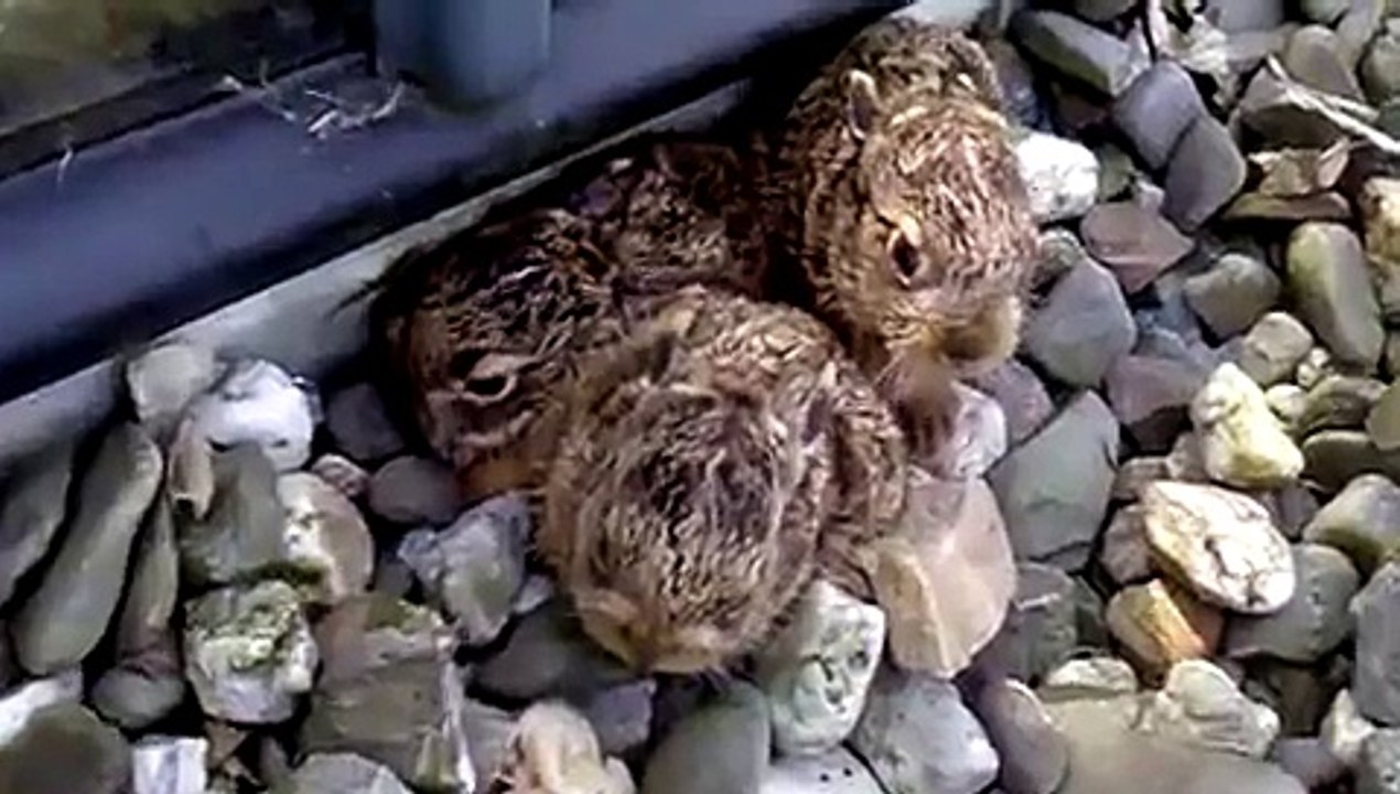 baby rabbit attack