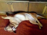 Puppy of dogue de bordeaux is sleeping in funny awkward pose and watching her dreams