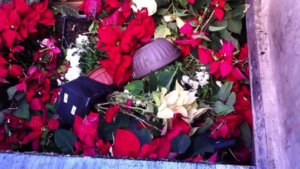 Lowse's throw away milllions of Poinsettias