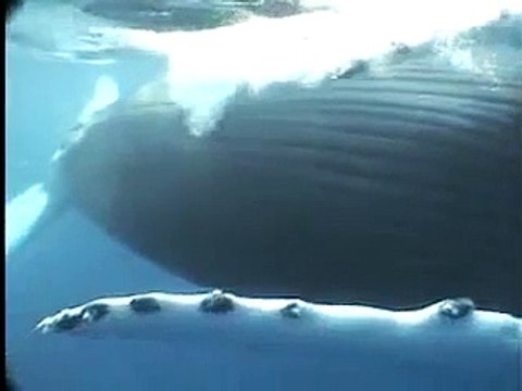 Humpback Whale Encounters