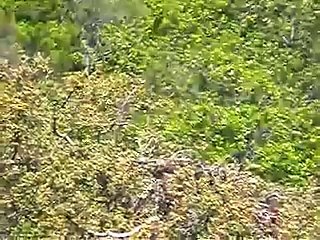 Spanish imperial Eagle