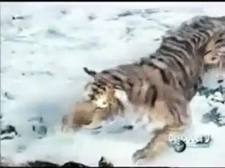Animal Face Off  : Bear vs Tiger