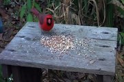 tufted titmouse birds with cardinal