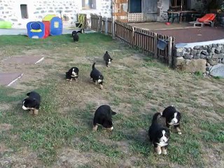 BB Harwen x Shiraz  6,5 semaines
