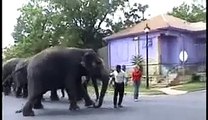 Ringling Bros. Trainers Use Bullhooks to Make Elephants Cry