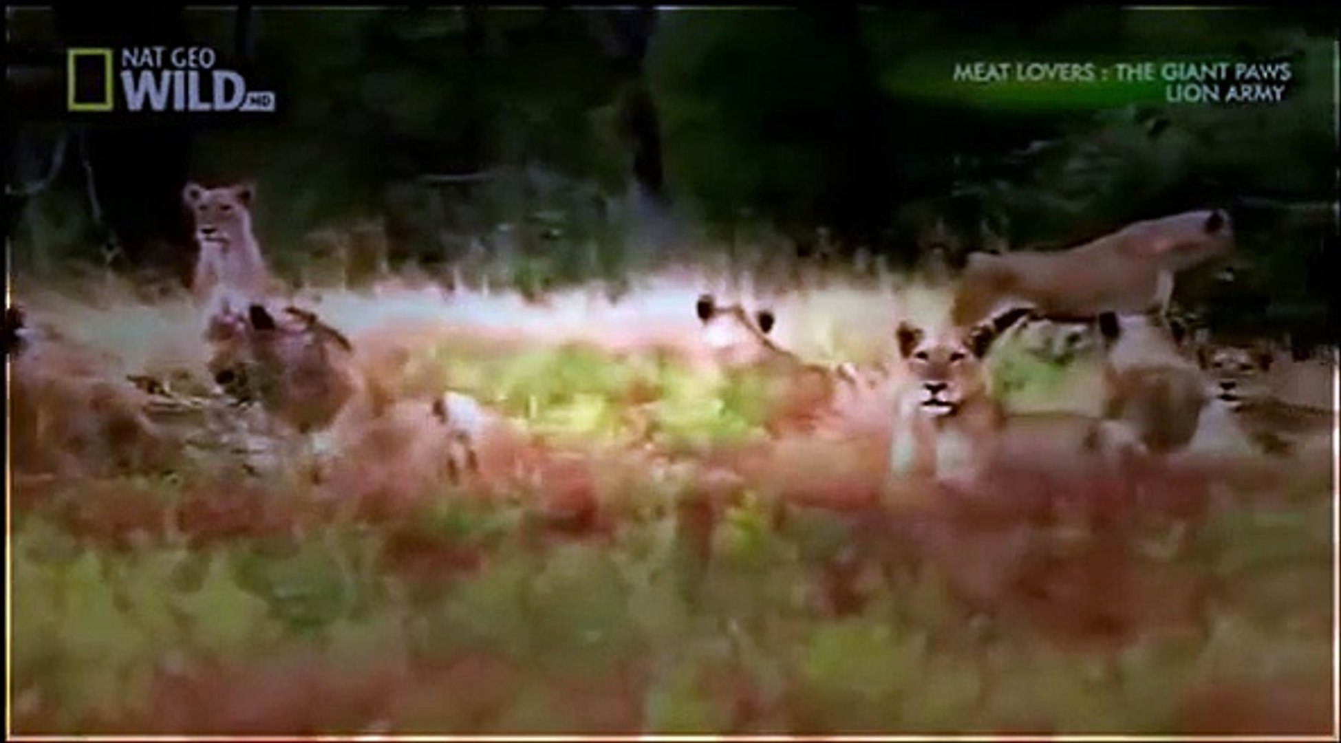 ⁣Lion Attack Zebra | Animal Planet 2015 | Wildlife Documentary | National Geographic Animals #4