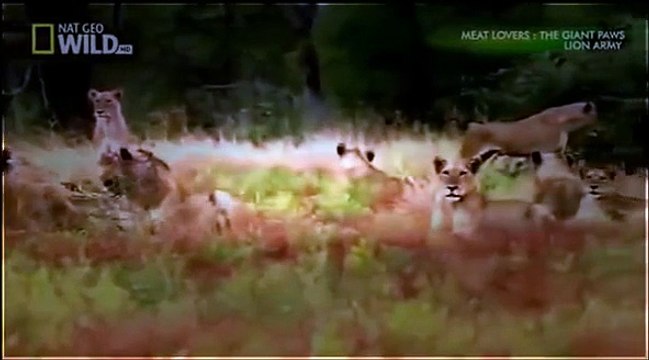 Lion Attack Zebra | Animal Planet 2015 | Wildlife Documentary | National Geographic Animals #4