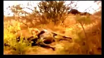 Lion Attack Buffalo   National Geographic Wild 2015   Animals Attack Willdife Documentary