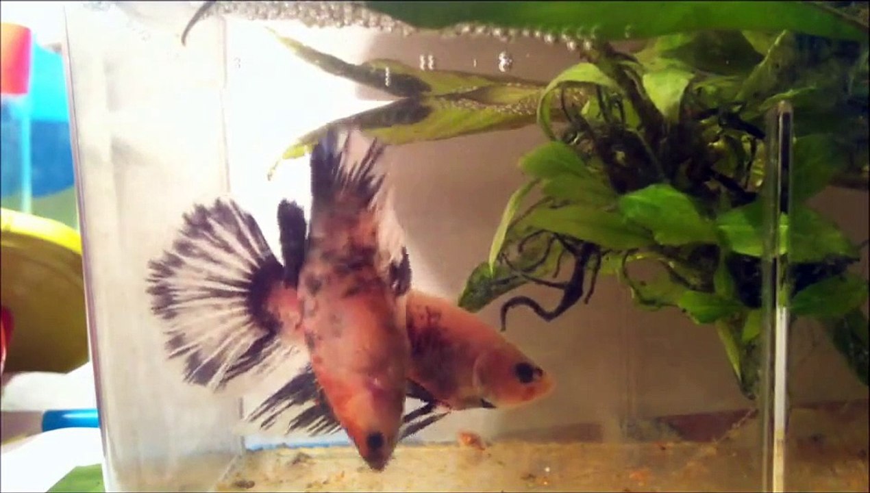 Betta splendens, the Siamese Fighting Fish HalfMoon X