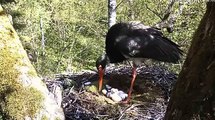 Black Stork family with three just hatched chicks, Estonia 2012