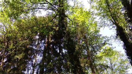 Vögelgezwitscher im Wald