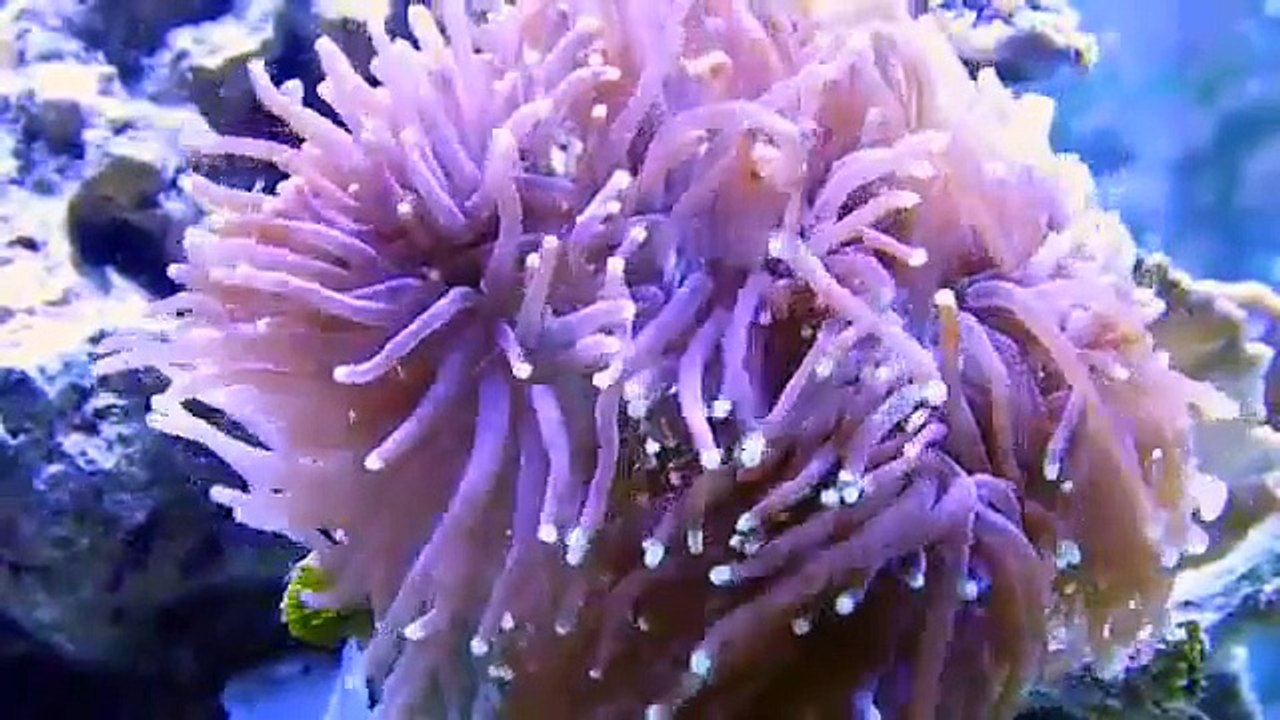 aqua reef