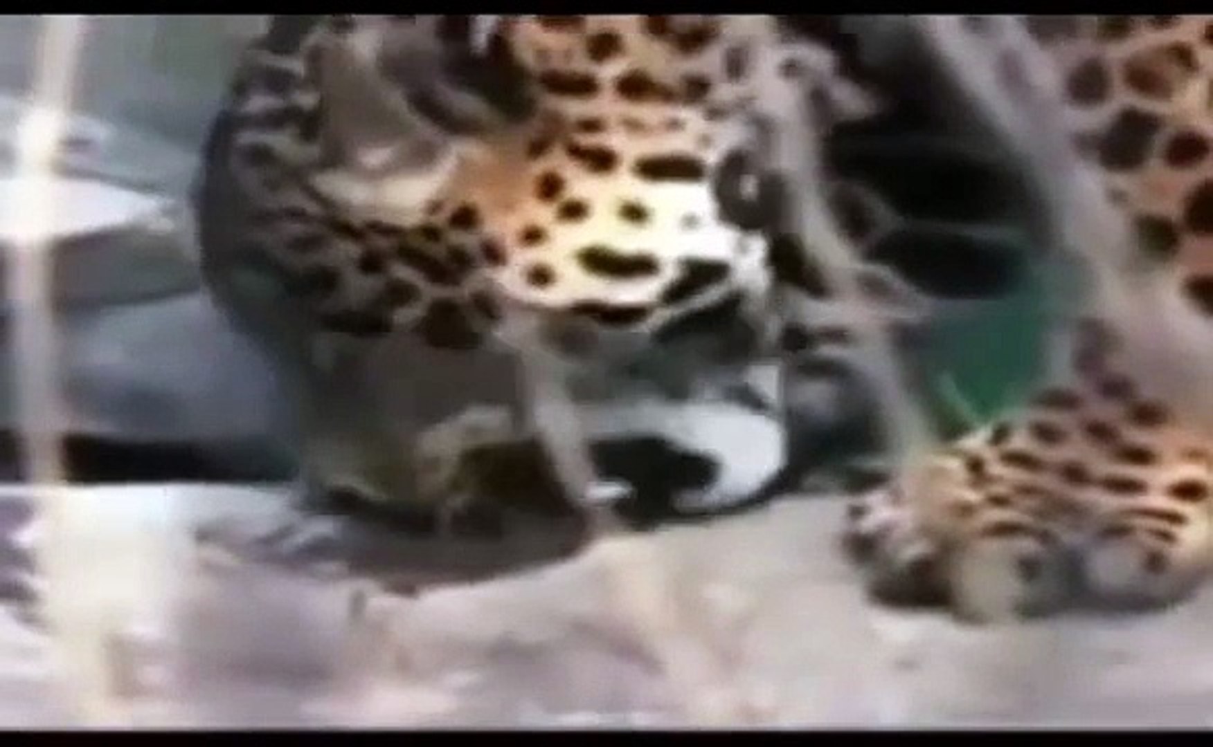 ⁣Jaguar vs Crocodile , Animal Attack Jaguar vs Crocodile , Documentary