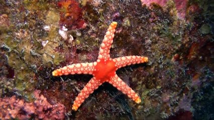 Tauchen auf Mauritius - Grand Baie / Teil 2