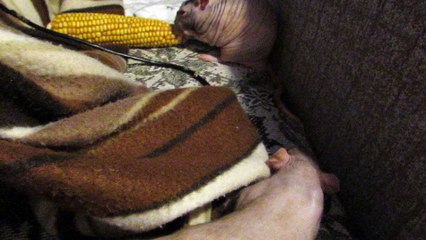 Олимпийские бои без правил-3