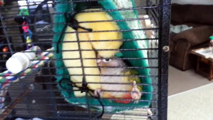 green cheek conure parrot-THIS IS A RIOT!