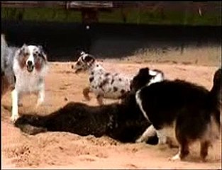 La meute de la Tribu du Vent. Jeux de combats.