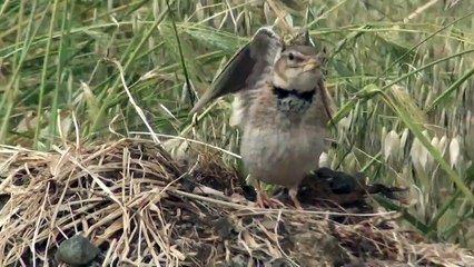Calandra lark ( Melanocorypha calandra)