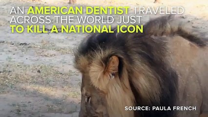American Dentist Travels To Africa To Slaughter Beloved Lion