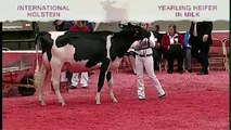 International Holstein Show - Yearling Heifer in Milk (must have freshened)