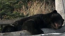 Grizzly Bear Vs Wolf Pack - Urso Vs Lobos  - Медведь Vs Волки - クマVsオオカミ