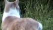Stalker Stalks Stalker Stalks-etc.-Whitetail Cat Hunter  Rabbit