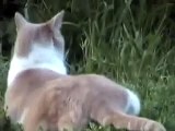 Stalker Stalks Stalker Stalks-etc.-Whitetail Cat Hunter  Rabbit