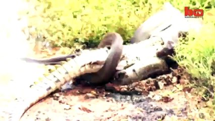 Así fue como una serpiente pitón devoró a un cocodrilo