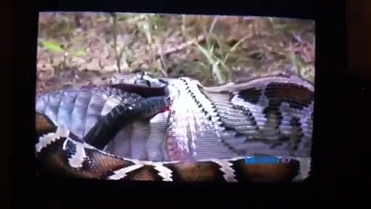 Python Eats Alligator