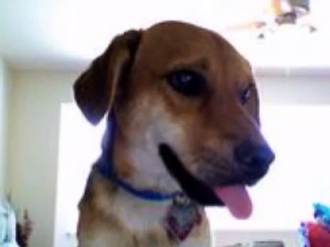 Kat - ALL my wonderful adorable animals - 4 Dogs 2 cats - Song: One Step Closer by Shane Harper