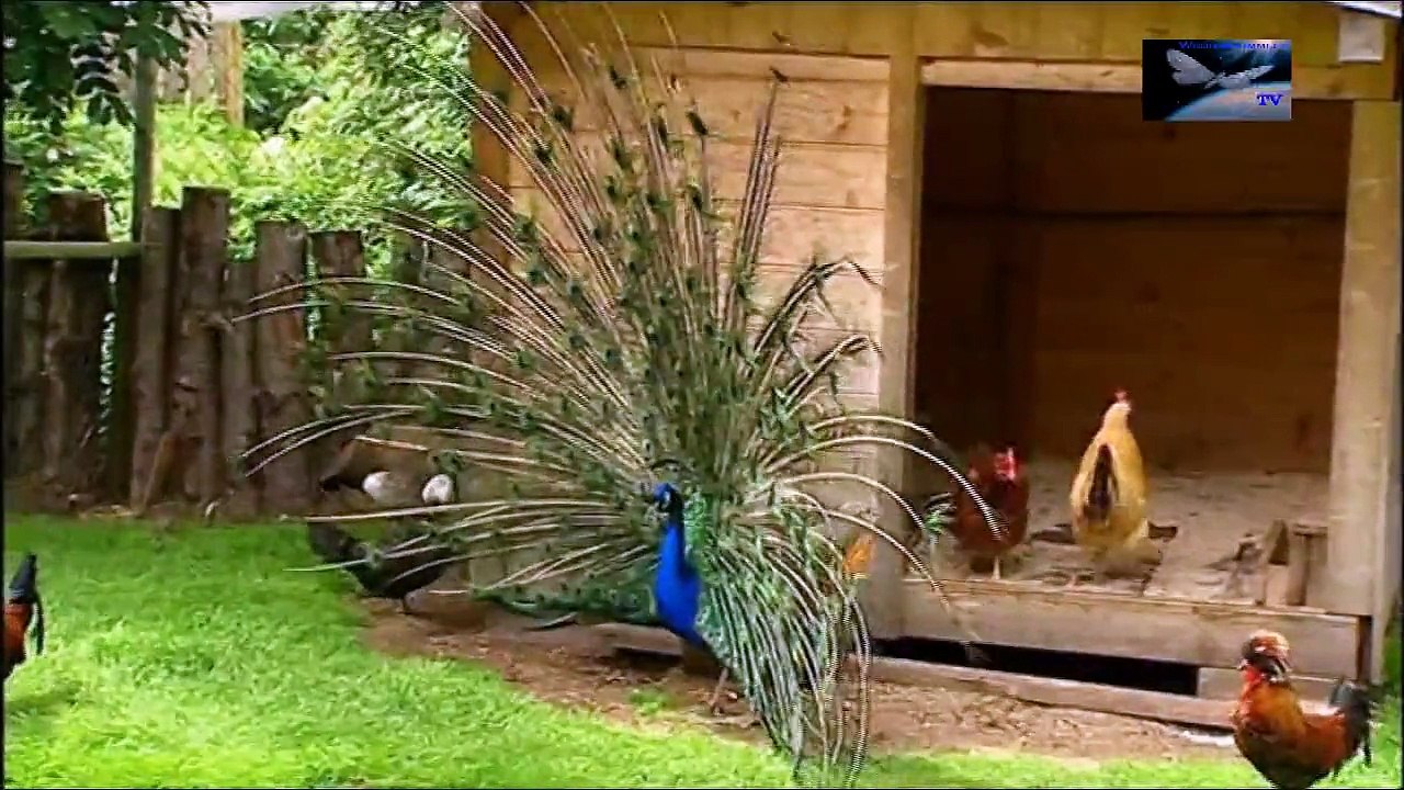 This is Tyrol in Austria - Raritätenzoo in Ebbs