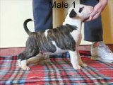 Bull terrier male puppies - 7 weeks old - J litter