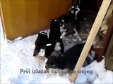 Baby husky - Bebe sibirskog haskija - SIberian husky babies