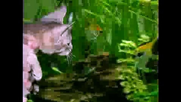 3 Legged Kitten, Incredible Journey! Inspirational(ipad)