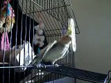 cockatiel sings to the simpsons