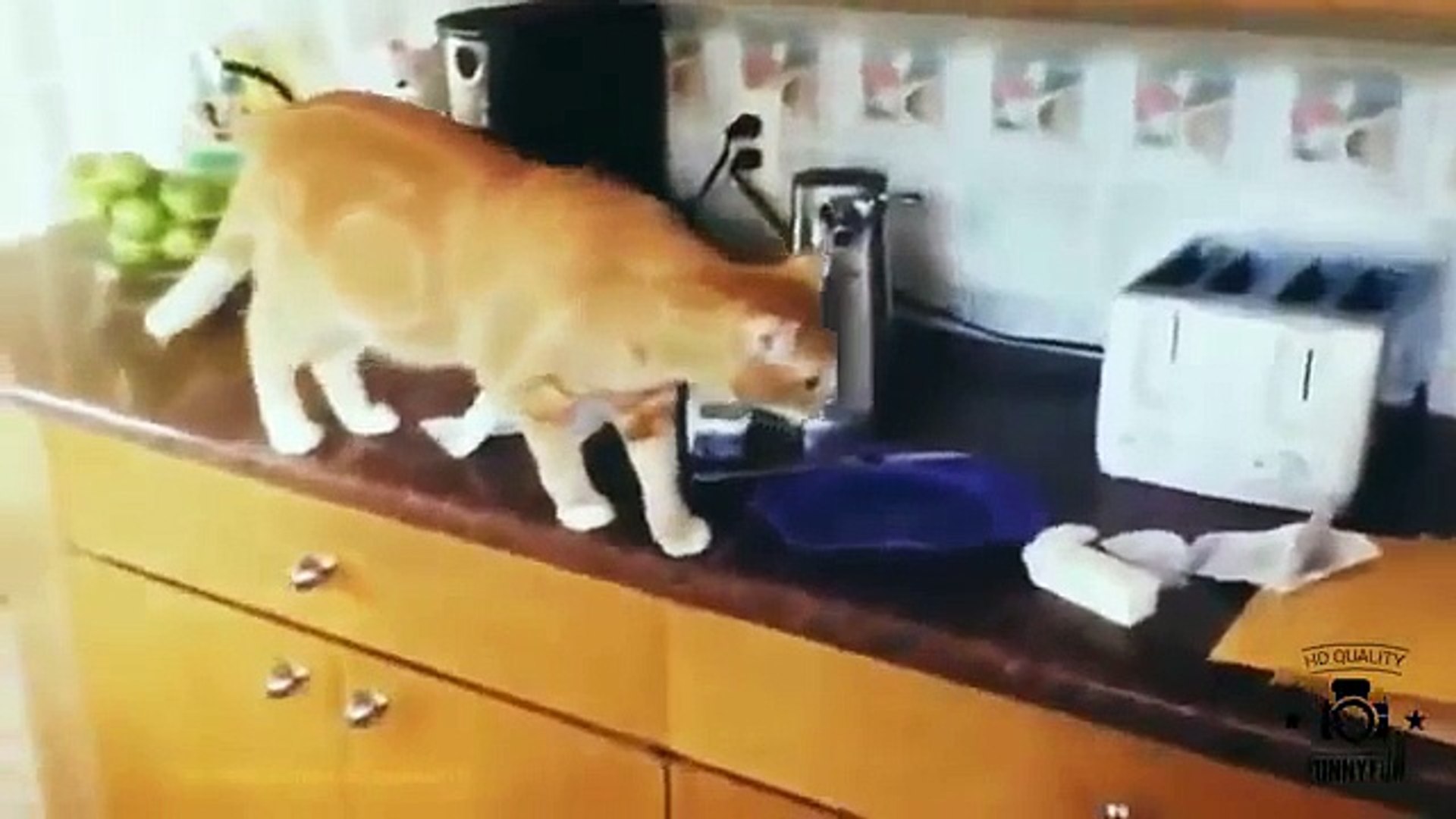 Funny cats compilation   Funny cat videos