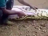 Animal Attacks Compilation 2015 shocking videos when animals attack BEST OF caught on came