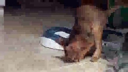 Aby Kitten Crazy about Cooked Pasta Noodle!(ipad)