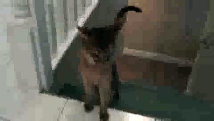 Aby Kitten Fetching a Marble UP and DOWN Stairs!!(ipad)