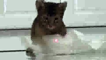 Abyssinian Cat Lazer Pounce!!(ipad)