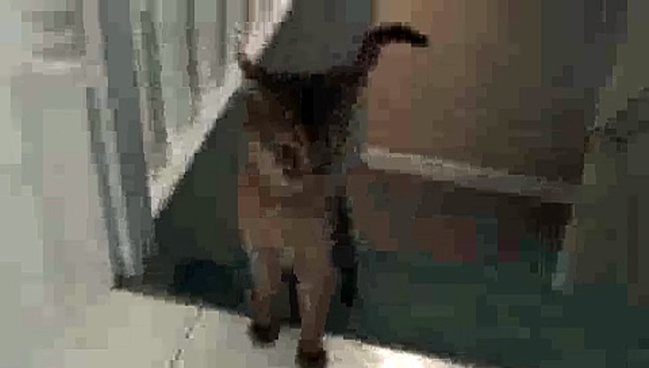 Cat Fetching Marble OVER'n OVER!