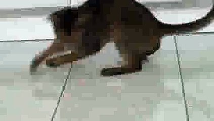 Cat plays with Laser Pointer(ipad)