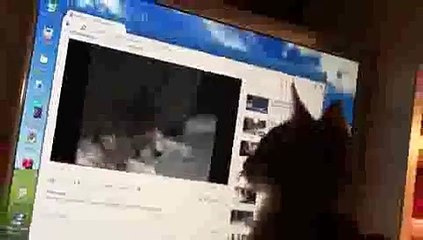 Cat Reaction to YouTube Video