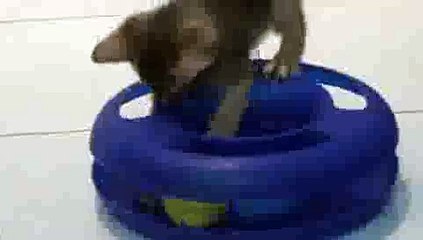 Crazy Kitten Compilation(ipad)