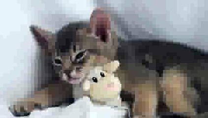 Cute Kitten sleeping with Teddy Bear(ipad)