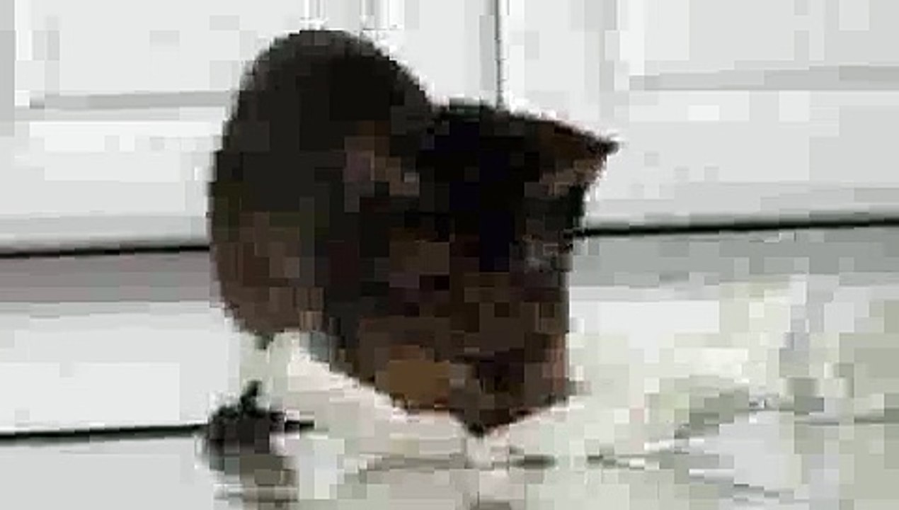 Abyssinian Cat Lazer Pounce!!